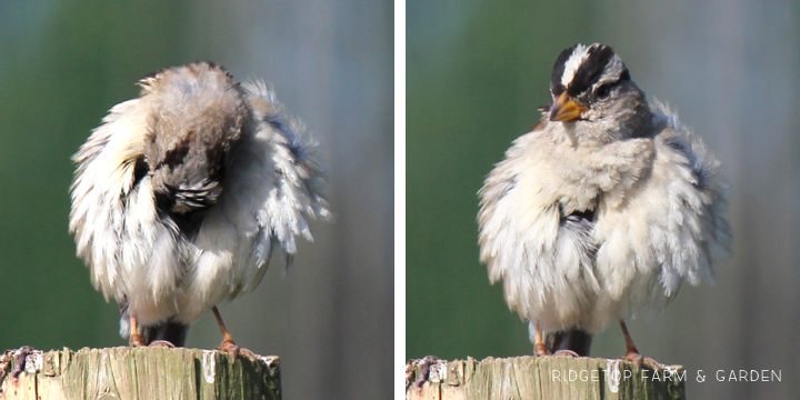 Ridgetop Farm and Garden | Birds 'Round Here | White-crowned Sparrow