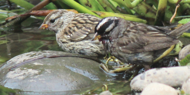 Ridgetop Farm and Garden | Birds 'Round Here | White-crowned Sparrow