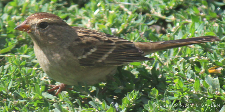 Ridgetop Farm and Garden | Birds 'Round Here | White-crowned Sparrow