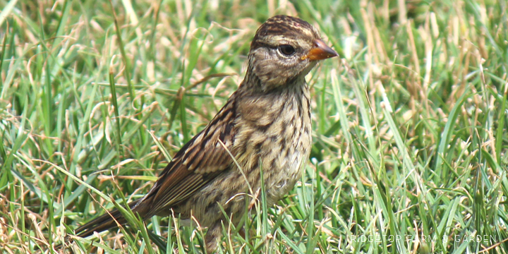 Ridgetop Farm and Garden | Birds 'Round Here | White-crowned Sparrow