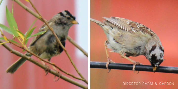 Ridgetop Farm and Garden | Birds 'Round Here | White-crowned Sparrow