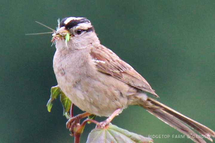 Ridgetop Farm and Garden | Birds 'Round Here | White-crowned Sparrow