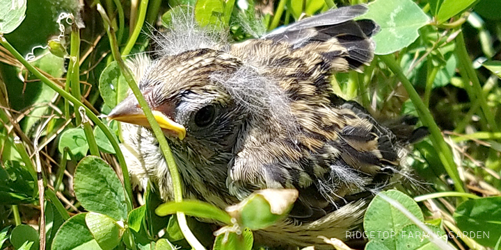 Ridgetop Farm and Garden | Birds 'Round Here | White-crowned Sparrow