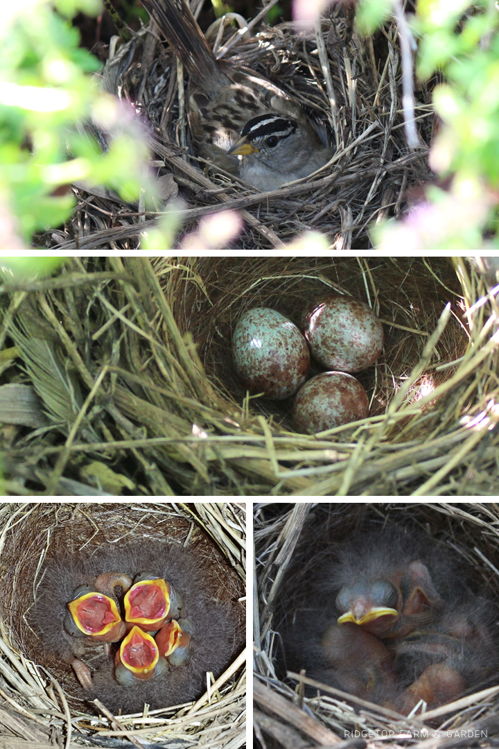 Ridgetop Farm and Garden | Birds 'Round Here | White-crowned Sparrow