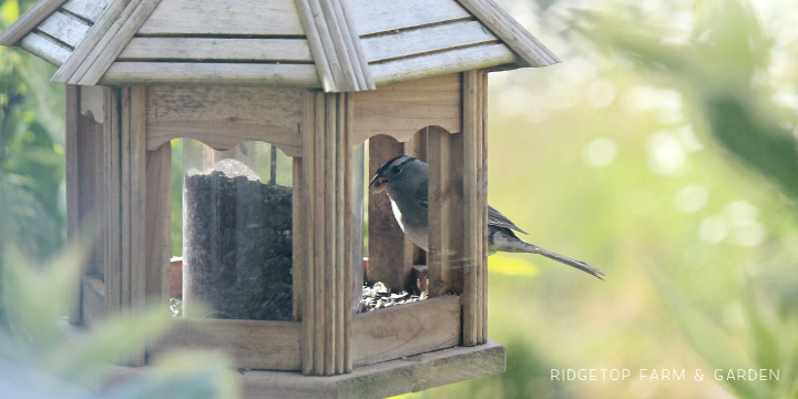 Ridgetop Farm and Garden | Birds 'Round Here | White-crowned Sparrow