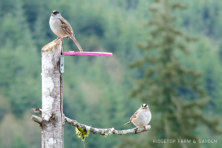 Ridgetop Farm and Garden | Birds 'Round Here | White-crowned Sparrow