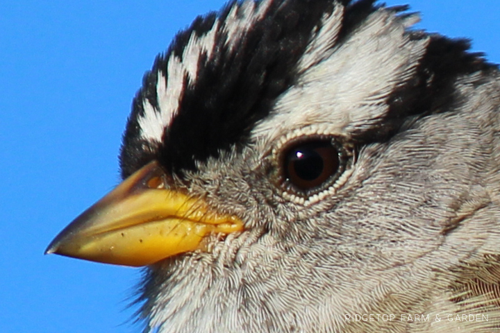 Ridgetop Farm and Garden | Birds 'Round Here | White-crowned Sparrow