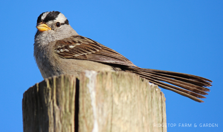 Ridgetop Farm and Garden | Birds 'Round Here | White-crowned Sparrow