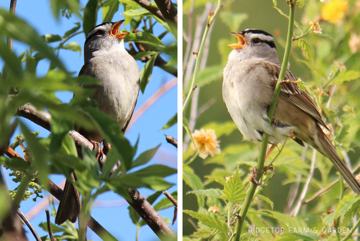 Ridgetop Farm and Garden | Birds 'Round Here | White-crowned Sparrow