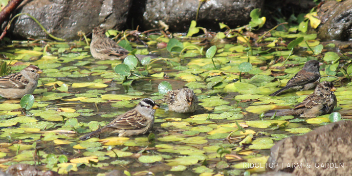 Ridgetop Farm and Garden | Birds 'Round Here | White-crowned Sparrow