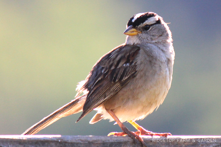 Ridgetop Farm and Garden | Birds 'Round Here | White-crowned Sparrow