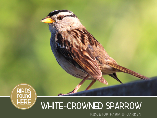 Ridgetop Farm and Garden | Birds 'Round Here | White-crowned Sparrow