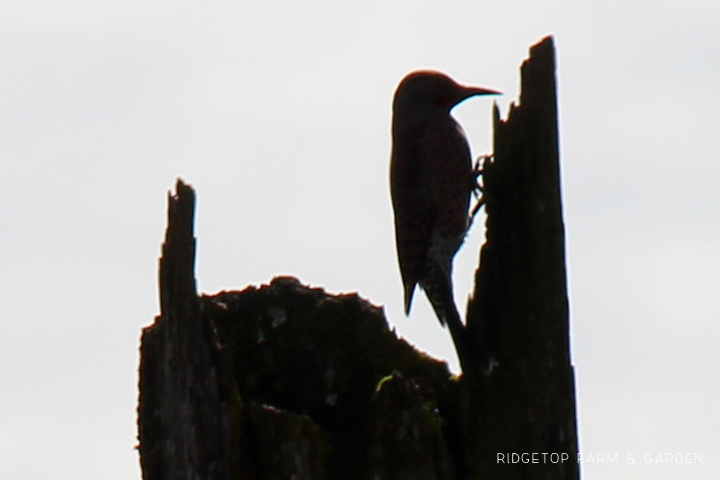 Ridgetop Farm and Garden | Pacific NW Birds | Northern Flicker