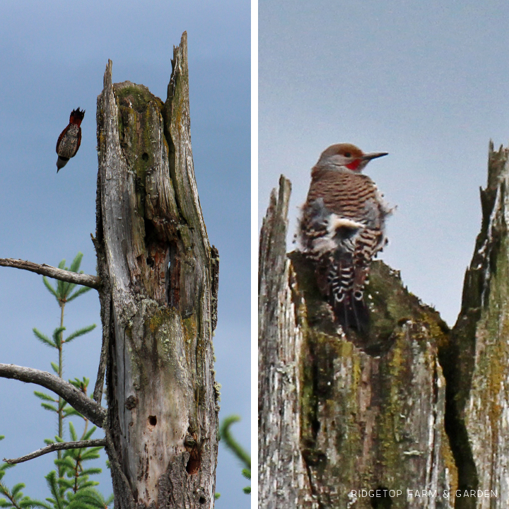 Ridgetop Farm and Garden | Pacific NW Birds | Northern Flicker