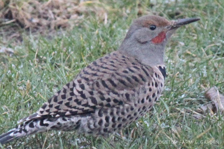 Ridgetop Farm and Garden | Pacific NW Birds | Northern Flicker