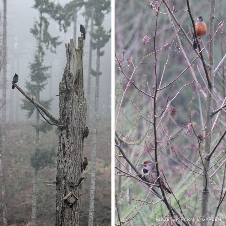 Ridgetop Farm and Garden | Pacific NW Birds | Northern Flicker