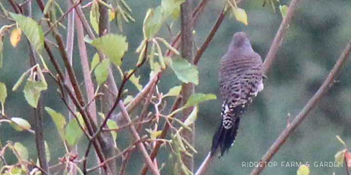 Ridgetop Farm and Garden | Pacific NW Birds | Northern Flicker