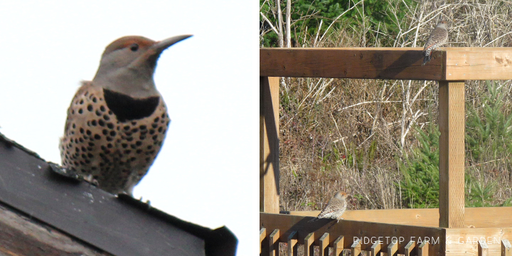 Ridgetop Farm and Garden | Pacific NW Birds | Northern Flicker