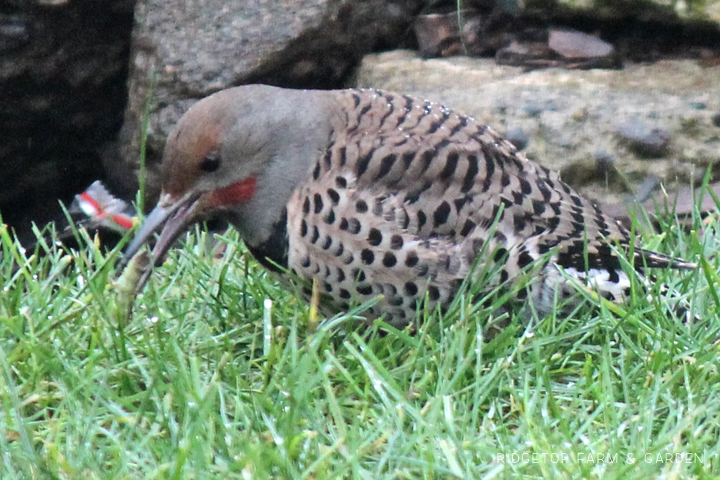 Ridgetop Farm and Garden | Pacific NW Birds | Northern Flicker