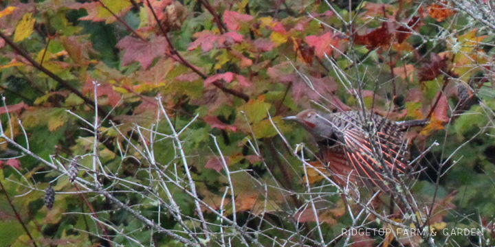 Ridgetop Farm and Garden | Pacific NW Birds | Northern Flicker