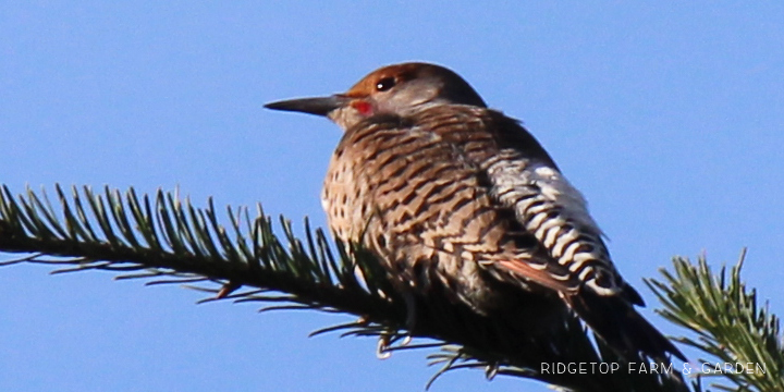 Ridgetop Farm and Garden | Pacific NW Birds | Northern Flicker