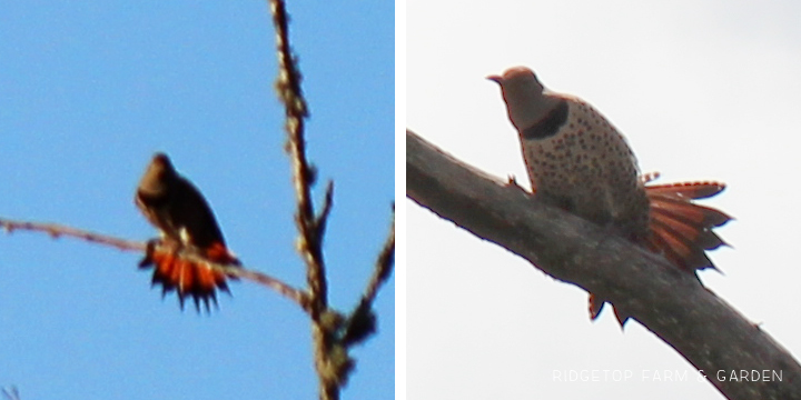 Ridgetop Farm and Garden | Pacific NW Birds | Northern Flicker