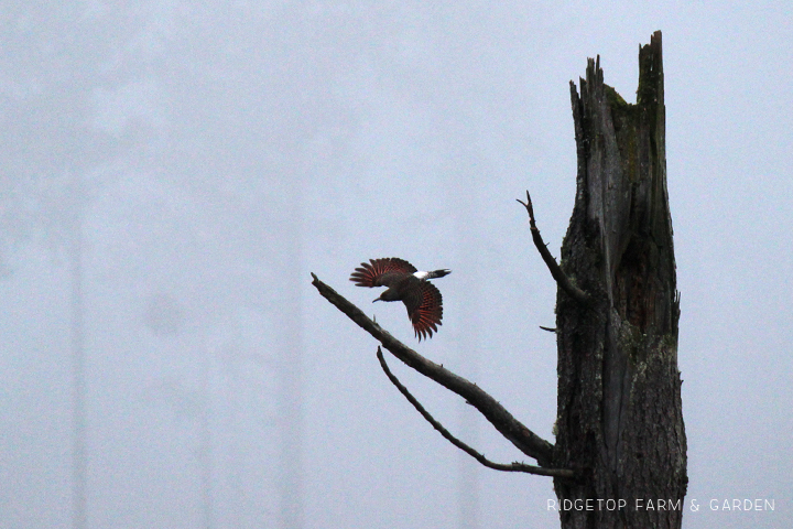 Ridgetop Farm and Garden | Pacific NW Birds | Northern Flicker