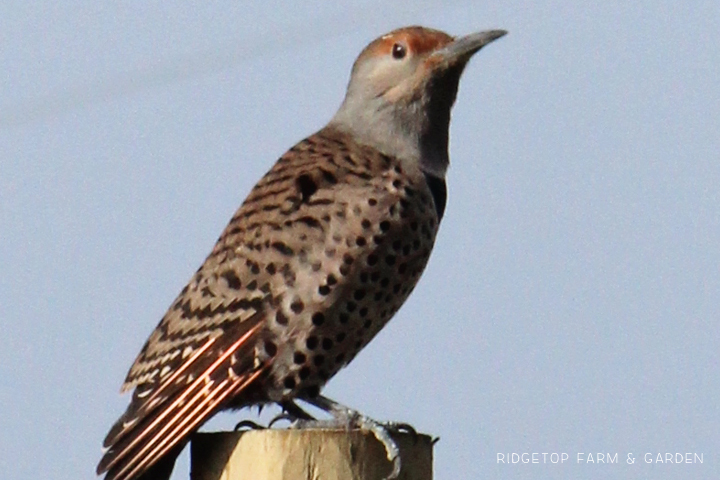 Ridgetop Farm and Garden | Pacific NW Birds | Northern Flicker