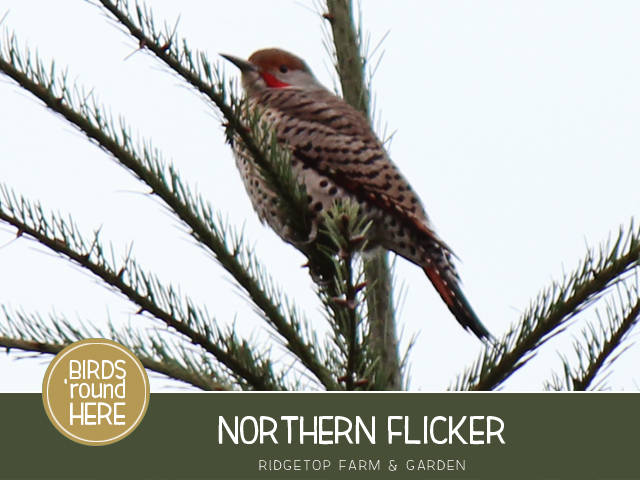 Ridgetop Farm and Garden | Pacific NW Birds | Northern Flicker