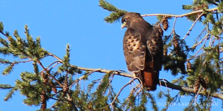 Ridgetop Farm and Garden | Pacific NW Birds | Red-tailed Hawk