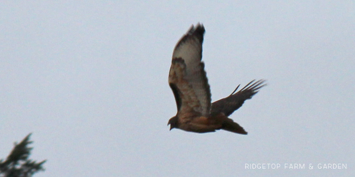 Ridgetop Farm and Garden | Pacific NW Birds | Red-tailed Hawk