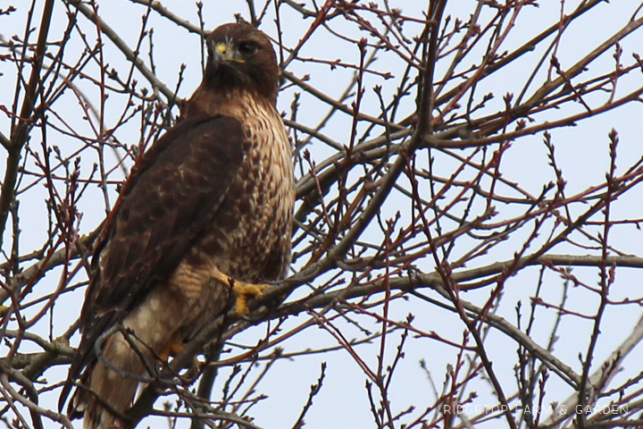 Ridgetop Farm and Garden | Pacific NW Birds | Red-tailed Hawk