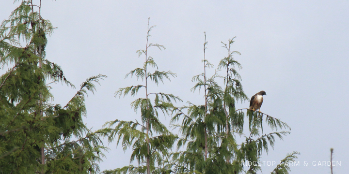 Ridgetop Farm and Garden | Pacific NW Birds | Red-tailed Hawk