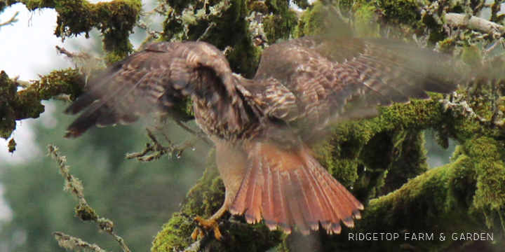 Ridgetop Farm and Garden | Pacific NW Birds | Red-tailed Hawk