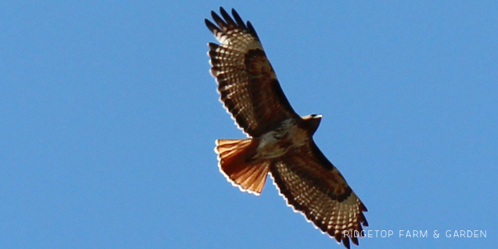 Ridgetop Farm and Garden | Pacific NW Birds | Red-tailed Hawk