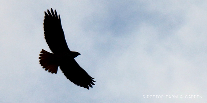 Ridgetop Farm and Garden | Pacific NW Birds | Red-tailed Hawk