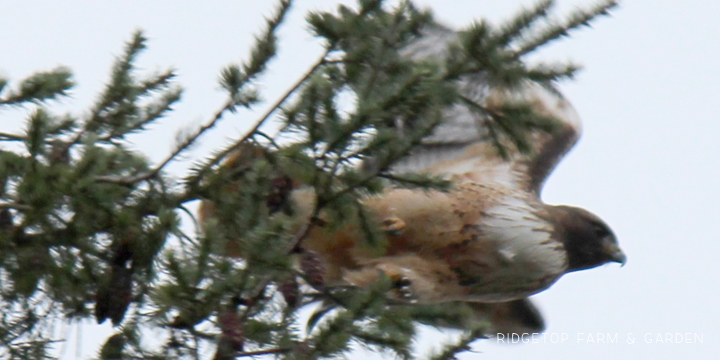 Ridgetop Farm and Garden | Pacific NW Birds | Red-tailed Hawk