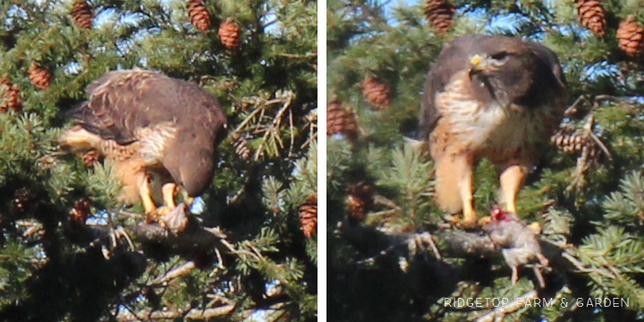 Ridgetop Farm and Garden | Pacific NW Birds | Red-tailed Hawk