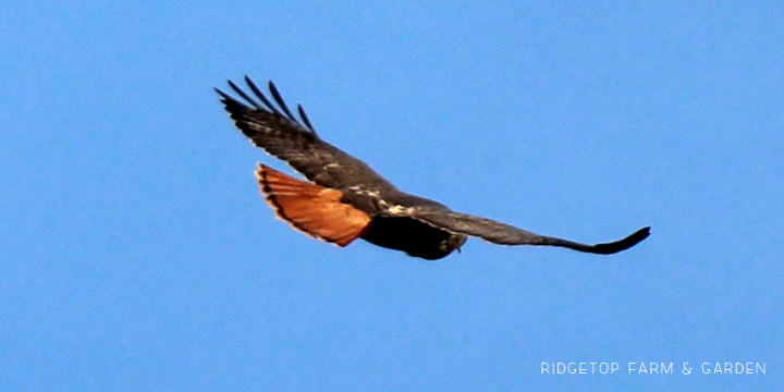 Ridgetop Farm and Garden | Pacific NW Birds | Red-tailed Hawk