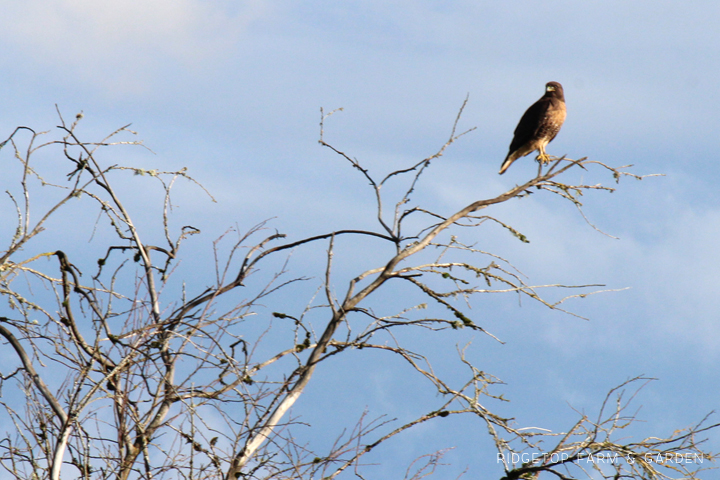 Ridgetop Farm and Garden | Pacific NW Birds | Red-tailed Hawk