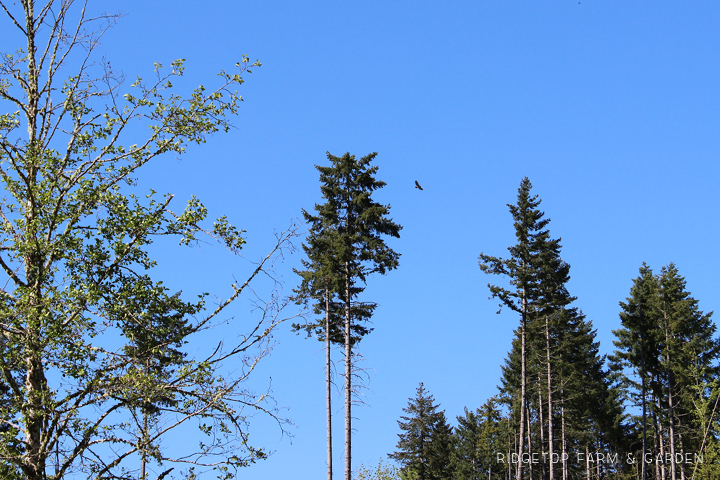 Ridgetop Farm and Garden | Pacific NW Birds | Red-tailed Hawk