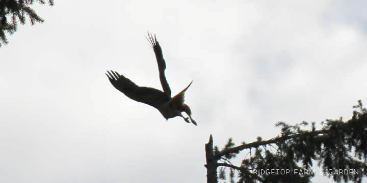 Ridgetop Farm and Garden | Pacific NW Birds | Red-tailed Hawk