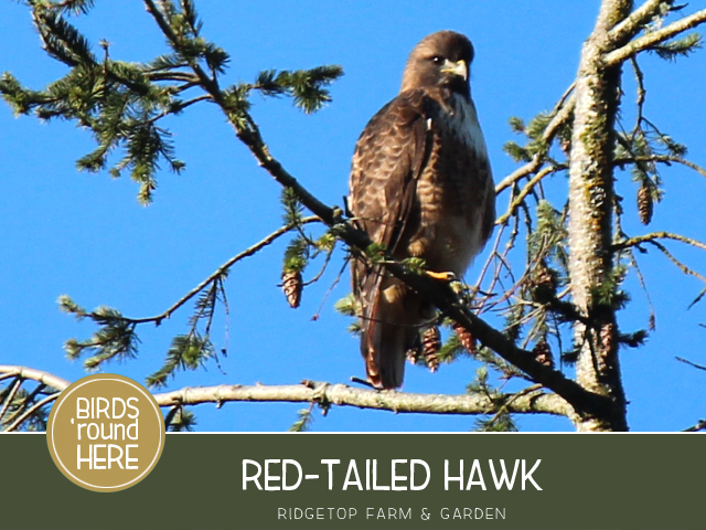 Ridgetop Farm and Garden | Pacific NW Birds | Red-tailed Hawk