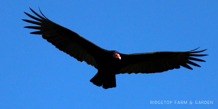 Ridgetop Farm and Garden | Pacific NW Birds | Turkey Vulture