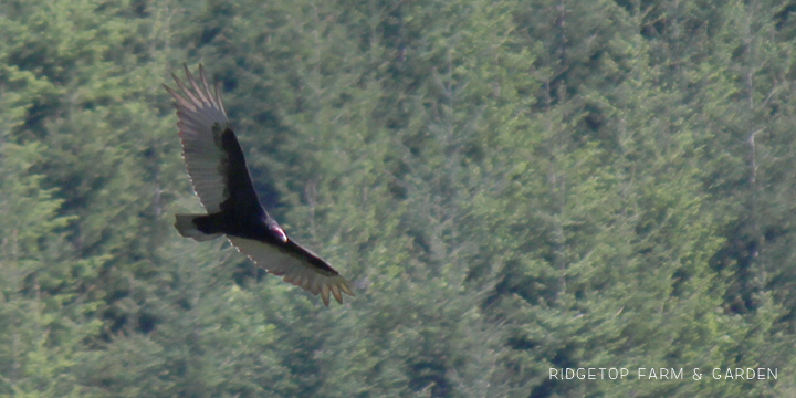 Ridgetop Farm and Garden | Pacific NW Birds | Turkey Vulture