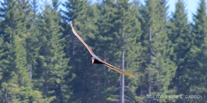 Ridgetop Farm and Garden | Pacific NW Birds | Turkey Vulture