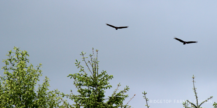 Ridgetop Farm and Garden | Pacific NW Birds | Turkey Vulture