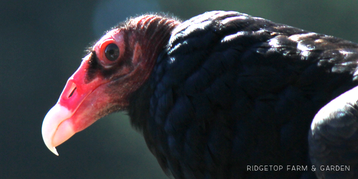 Ridgetop Farm and Garden | Pacific NW Birds | Turkey Vulture