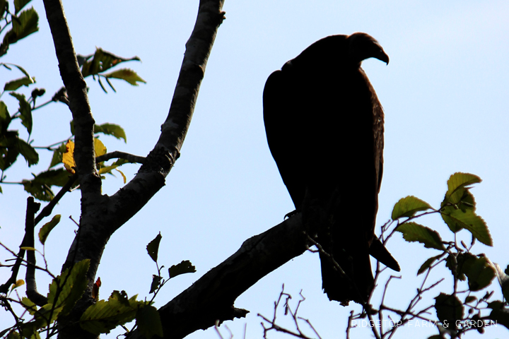 Ridgetop Farm and Garden | Pacific NW Birds | Turkey Vulture