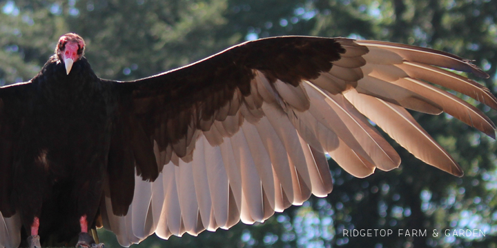 Ridgetop Farm and Garden | Pacific NW Birds | Turkey Vulture